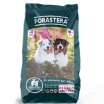 Forastero Hembra